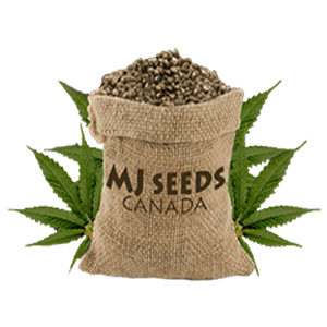mj-seeds-canada