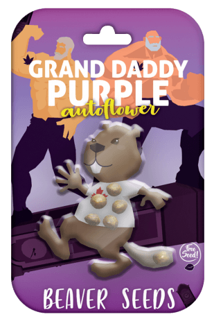 Grand Daddy Purple Autoflower Seeds