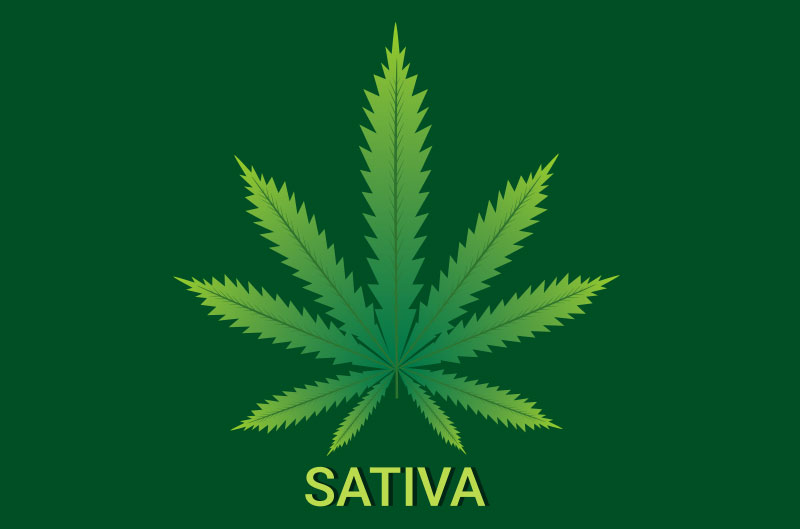 What is Sativa