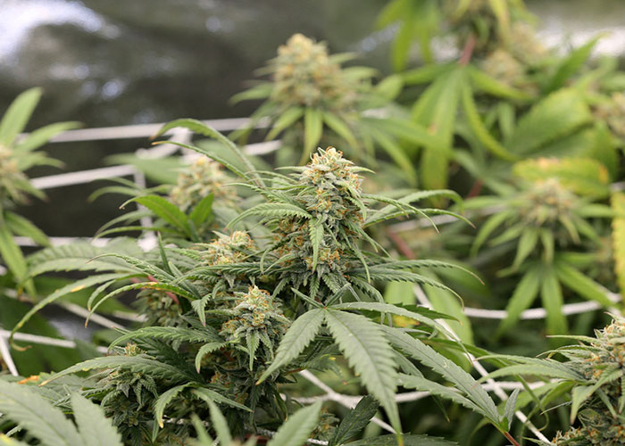 cannabis flowering stage